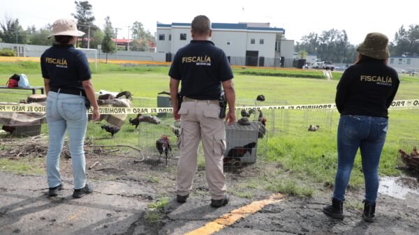 Operativos de la FGE en Huatzangio, Lagunillas: rescatando aves y perros, asegurando vehículos y evidencias en dos inmuebles