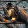 Cría de mono capuchino junto a sus padres en el área de Pequeños Primates del Zoológico de Morelia