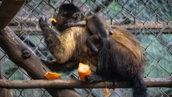 Cría de mono capuchino junto a sus padres en el área de Pequeños Primates del Zoológico de Morelia