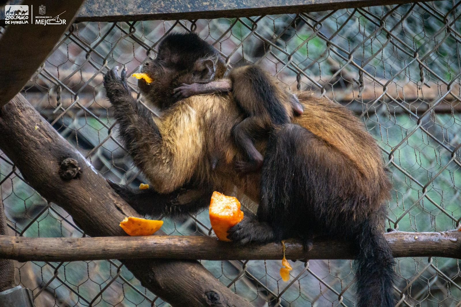 Cría de mono capuchino junto a sus padres en el área de Pequeños Primates del Zoológico de Morelia