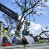 Trabajadores municipales y estatales trasplantando árboles jacaranda y eucalipto en una avenida de Morelia, Michoacán, durante obras del Morebús