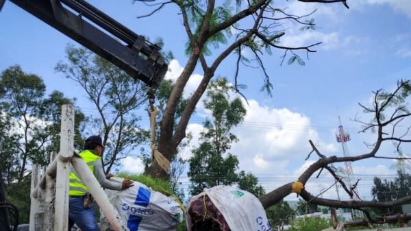 Trabajadores municipales y estatales trasplantando árboles jacaranda y eucalipto en una avenida de Morelia, Michoacán, durante obras del Morebús