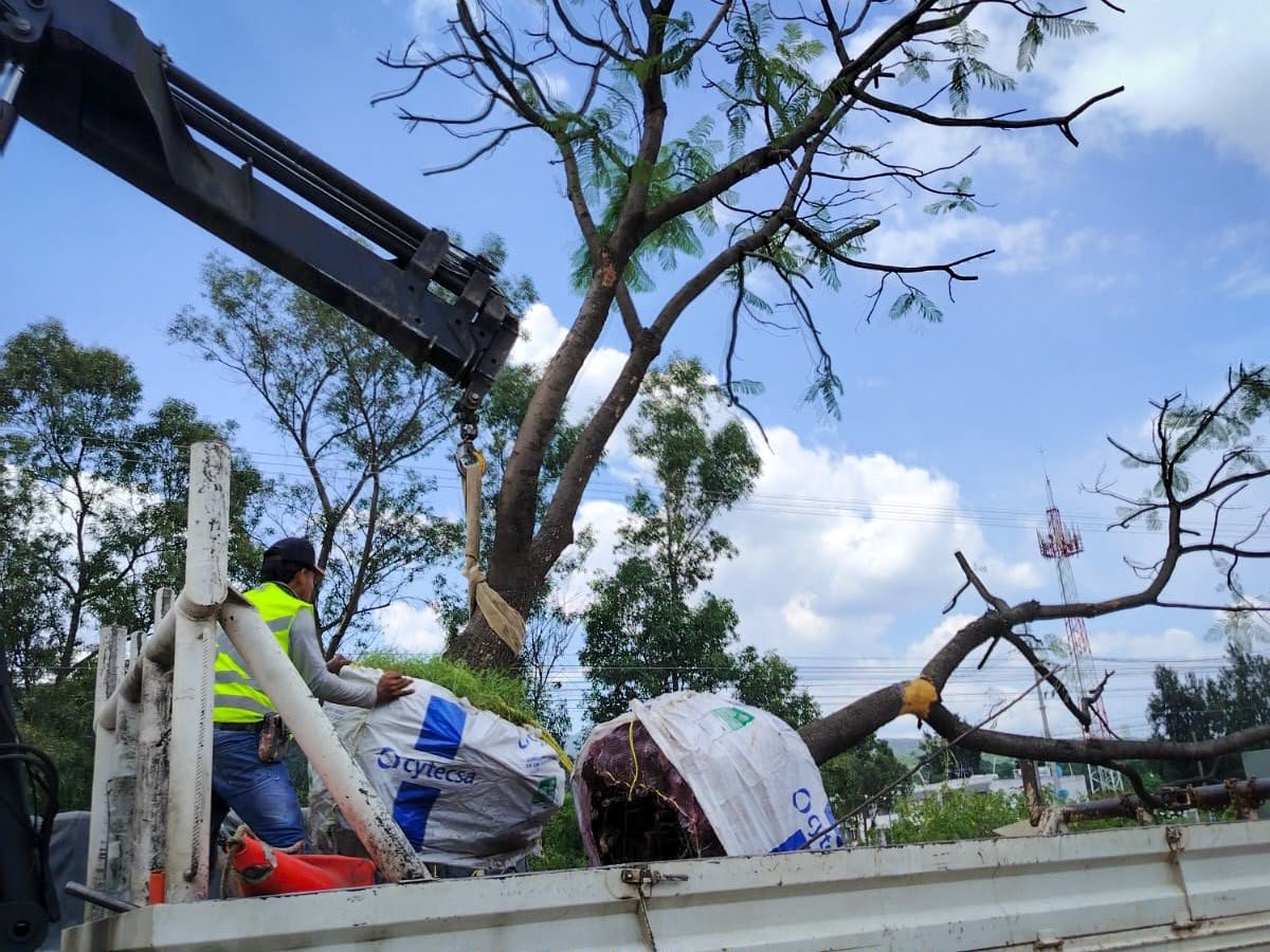 Trabajadores municipales y estatales trasplantando árboles jacaranda y eucalipto en una avenida de Morelia, Michoacán, durante obras del Morebús