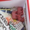 Tres crías de ratón bajo observación veterinaria en instalaciones del Zoológico Benito Juárez de Morelia, tras su rescate en obras del Morebús