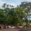 Infografía oficial del Gobierno de Michoacán sobre la conservación de árboles en la obra del Morebús en Morelia