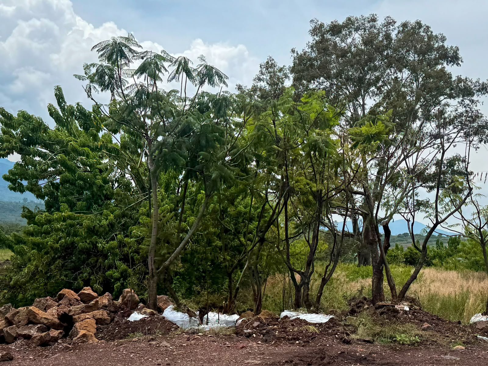 Infografía oficial del Gobierno de Michoacán sobre la conservación de árboles en la obra del Morebús en Morelia