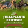 28 árboles recién trasplantados en la glorieta de salida a Quiroga, Morelia: jacarandas, ficus, pinos, palmas y paraísos de 1.85 a 4 metros de altura.