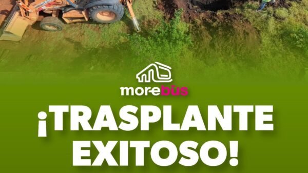 28 árboles recién trasplantados en la glorieta de salida a Quiroga, Morelia: jacarandas, ficus, pinos, palmas y paraísos de 1.85 a 4 metros de altura.