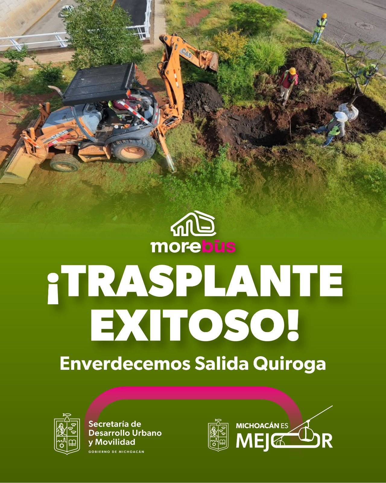 28 árboles recién trasplantados en la glorieta de salida a Quiroga, Morelia: jacarandas, ficus, pinos, palmas y paraísos de 1.85 a 4 metros de altura.