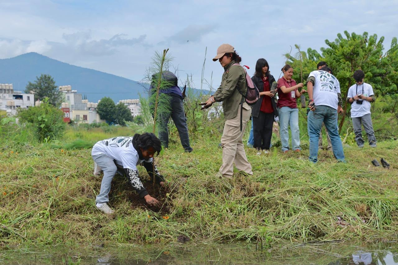 Reforestación urbana en Morelia con pinos, fresnos y plantas nativas para polinizadores y fauna urbana