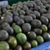 Campo de aguacateros en Michoacán con árboles cargados de frutos maduros, bajo cielo despejado