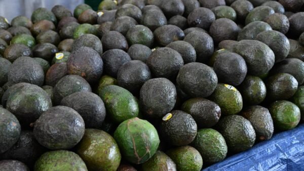 Campo de aguacateros en Michoacán con árboles cargados de frutos maduros, bajo cielo despejado
