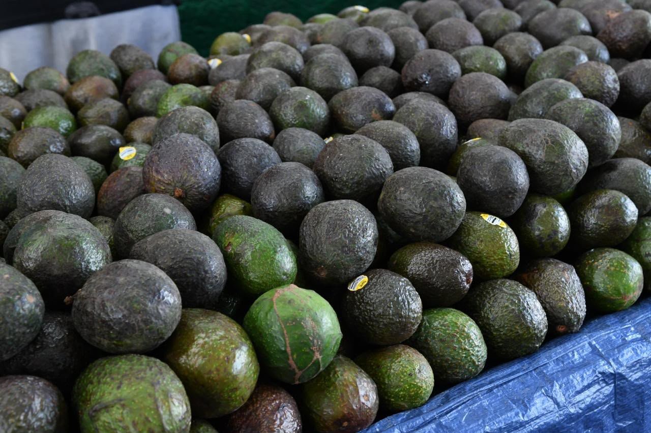 Campo de aguacateros en Michoacán con árboles cargados de frutos maduros, bajo cielo despejado