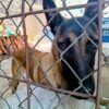 Tres perros rescatados: dos pequeños y uno mediano, bajo resguardo tras cateo en Tarímbaro, Michoacán