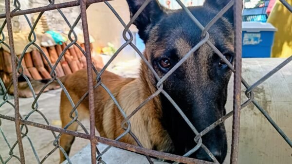 Tres perros rescatados: dos pequeños y uno mediano, bajo resguardo tras cateo en Tarímbaro, Michoacán