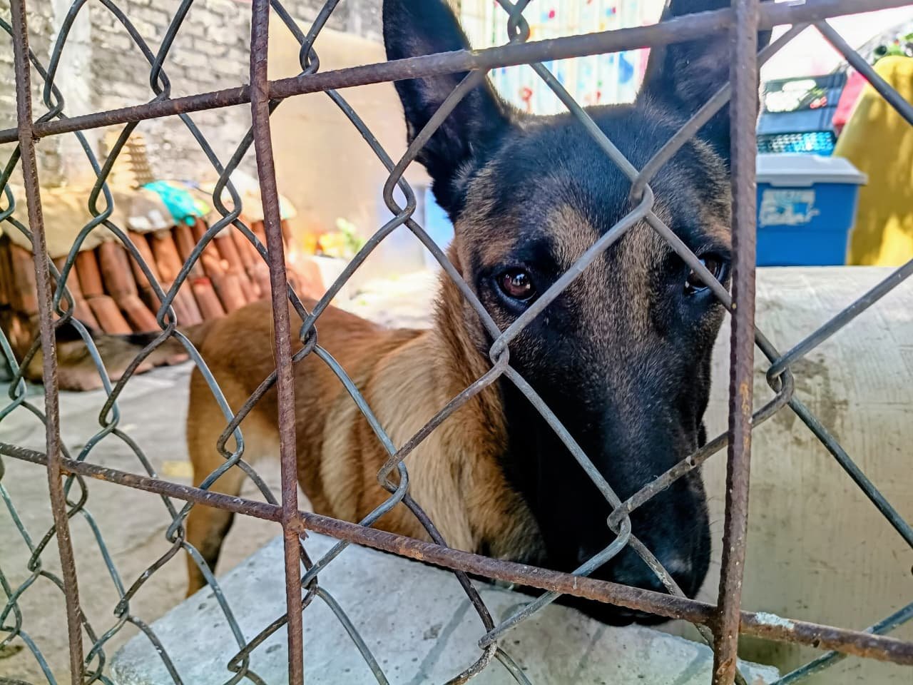 Tres perros rescatados: dos pequeños y uno mediano, bajo resguardo tras cateo en Tarímbaro, Michoacán