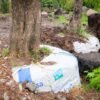 Trabajo de rescate y trasplante de árboles por parte de la Sedum en una vía urbana para el proyecto Morebús