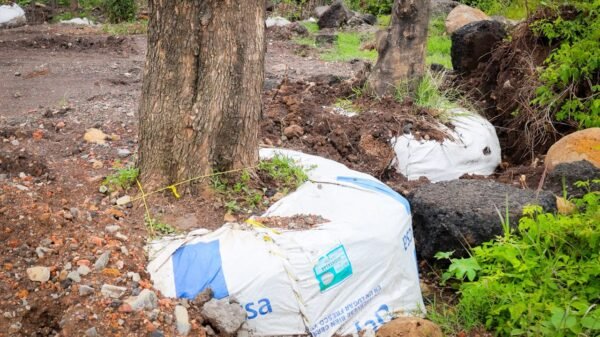 Trabajo de rescate y trasplante de árboles por parte de la Sedum en una vía urbana para el proyecto Morebús