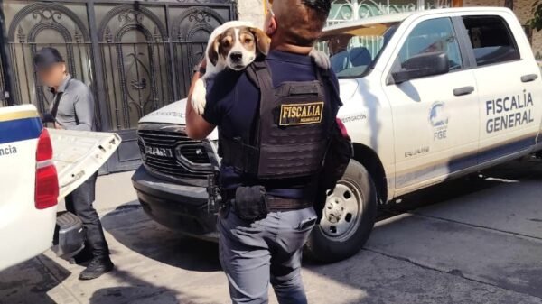 Dos perros de talla mediana, uno blanco con manchas café y otro negro, rescatados en un patio de Sahuayo por la Fiscalía de Michoacán