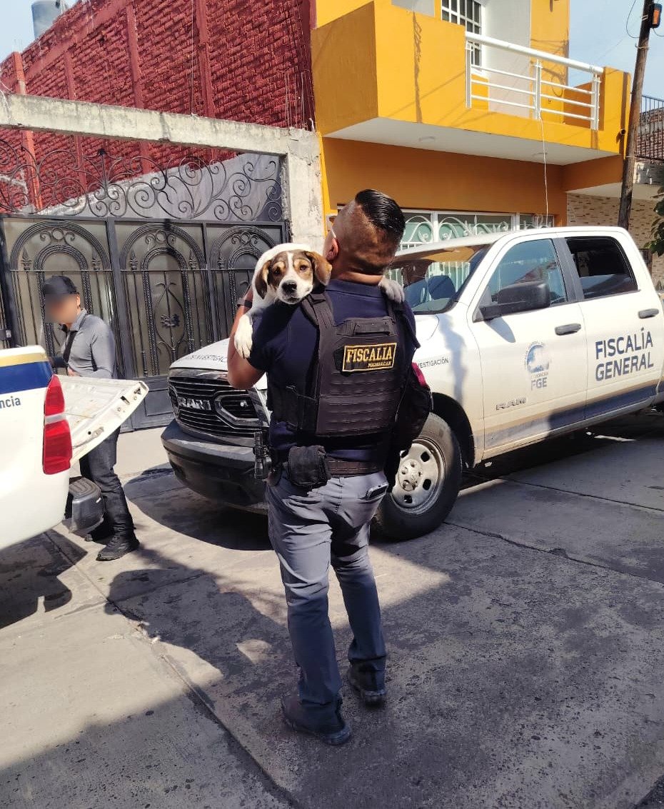 Dos perros de talla mediana, uno blanco con manchas café y otro negro, rescatados en un patio de Sahuayo por la Fiscalía de Michoacán