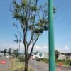 Trabajadores de la Sedum realizando el trasplante de árboles en una vía urbana de Morelia, con equipo especializado y señalización del Morebús