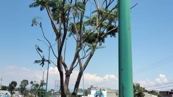 Trabajadores de la Sedum realizando el trasplante de árboles en una vía urbana de Morelia, con equipo especializado y señalización del Morebús