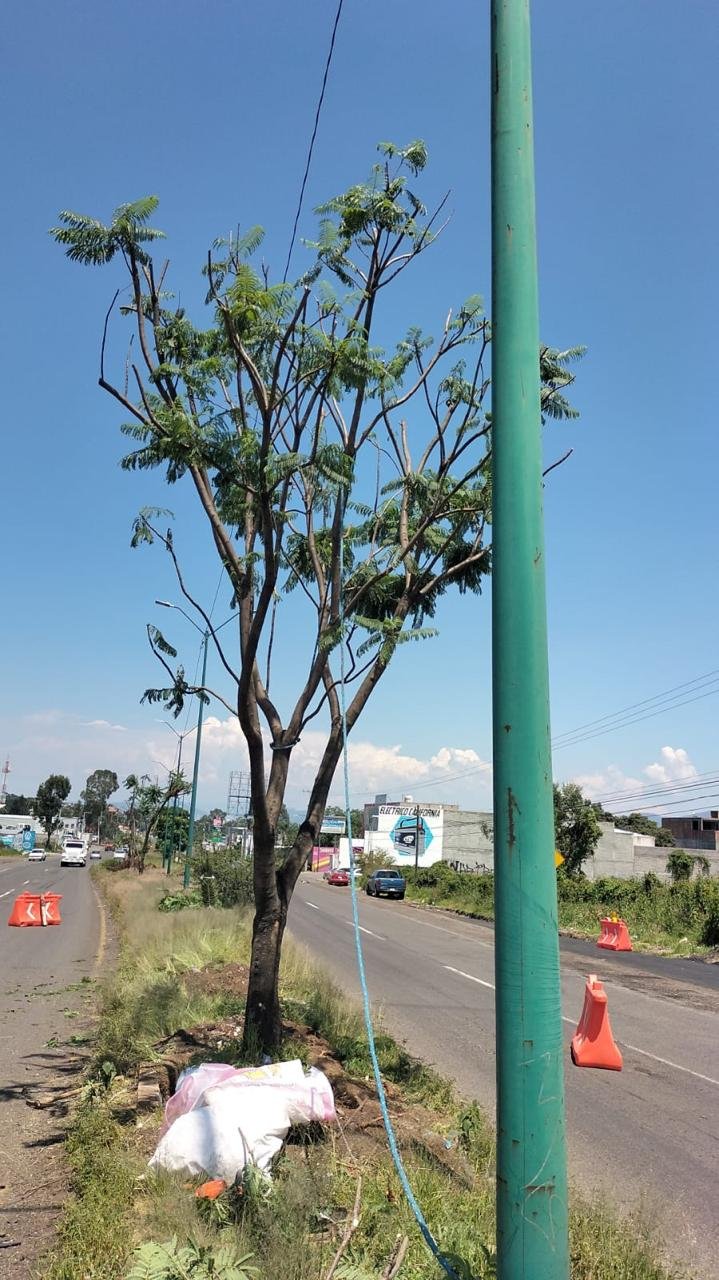 Trabajadores de la Sedum realizando el trasplante de árboles en una vía urbana de Morelia, con equipo especializado y señalización del Morebús