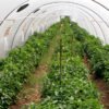 Agricultura protegida michoacán: invernaderos y macrotúneles para fresa, arándano y hortalizas