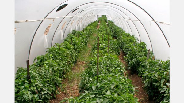 Agricultura protegida michoacán: invernaderos y macrotúneles para fresa, arándano y hortalizas