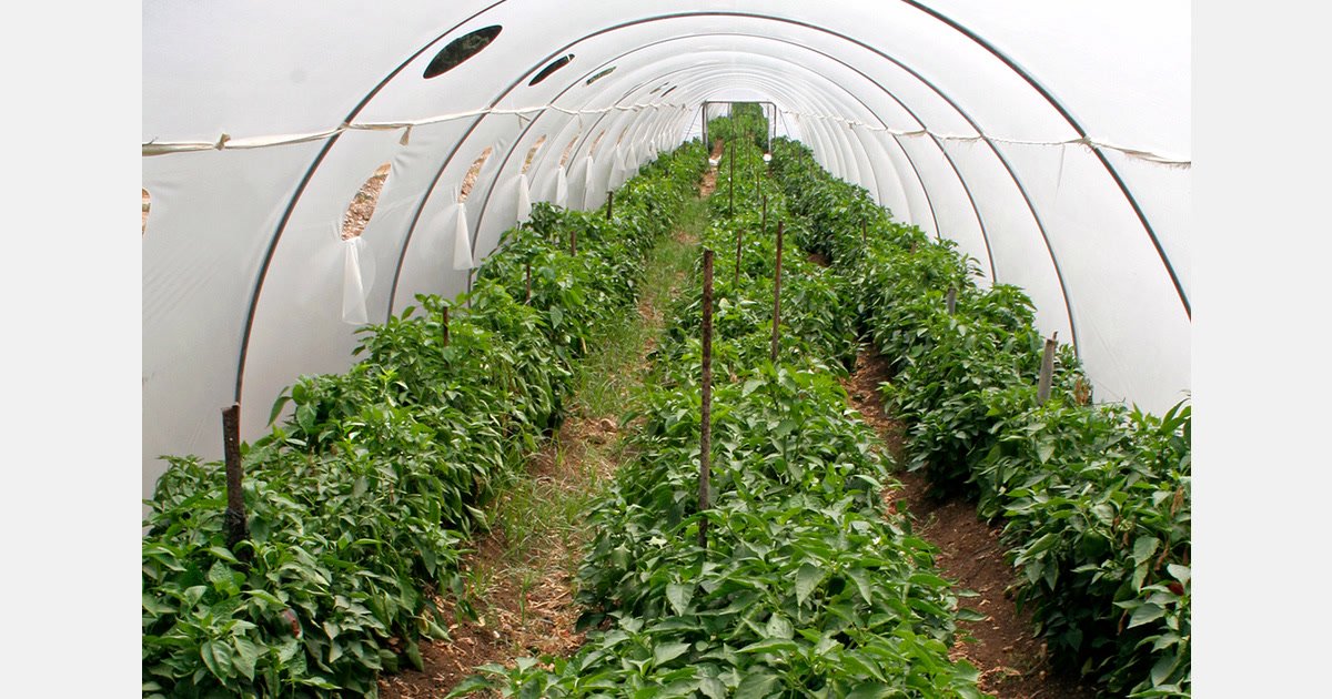 Agricultura protegida michoacán: invernaderos y macrotúneles para fresa, arándano y hortalizas