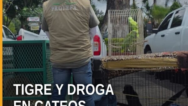 Tigre de Bengala decomisado y mono araña durante cateos en Los Reyes y Peribán, Michoacán, 24 de septiembre de 2026