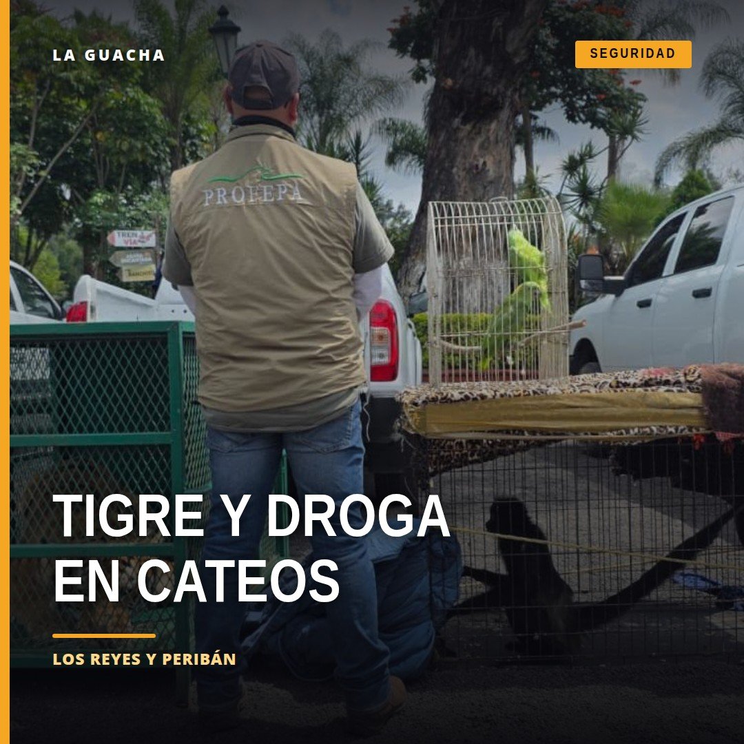 Tigre de Bengala decomisado y mono araña durante cateos en Los Reyes y Peribán, Michoacán, 24 de septiembre de 2026