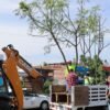 Cuatro jacarandas recién plantadas en una vía urbana de Morelia, cerca de la salida a Quiroga, con señalética del Morebús