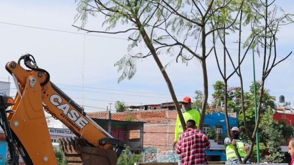 Cuatro jacarandas recién plantadas en una vía urbana de Morelia, cerca de la salida a Quiroga, con señalética del Morebús