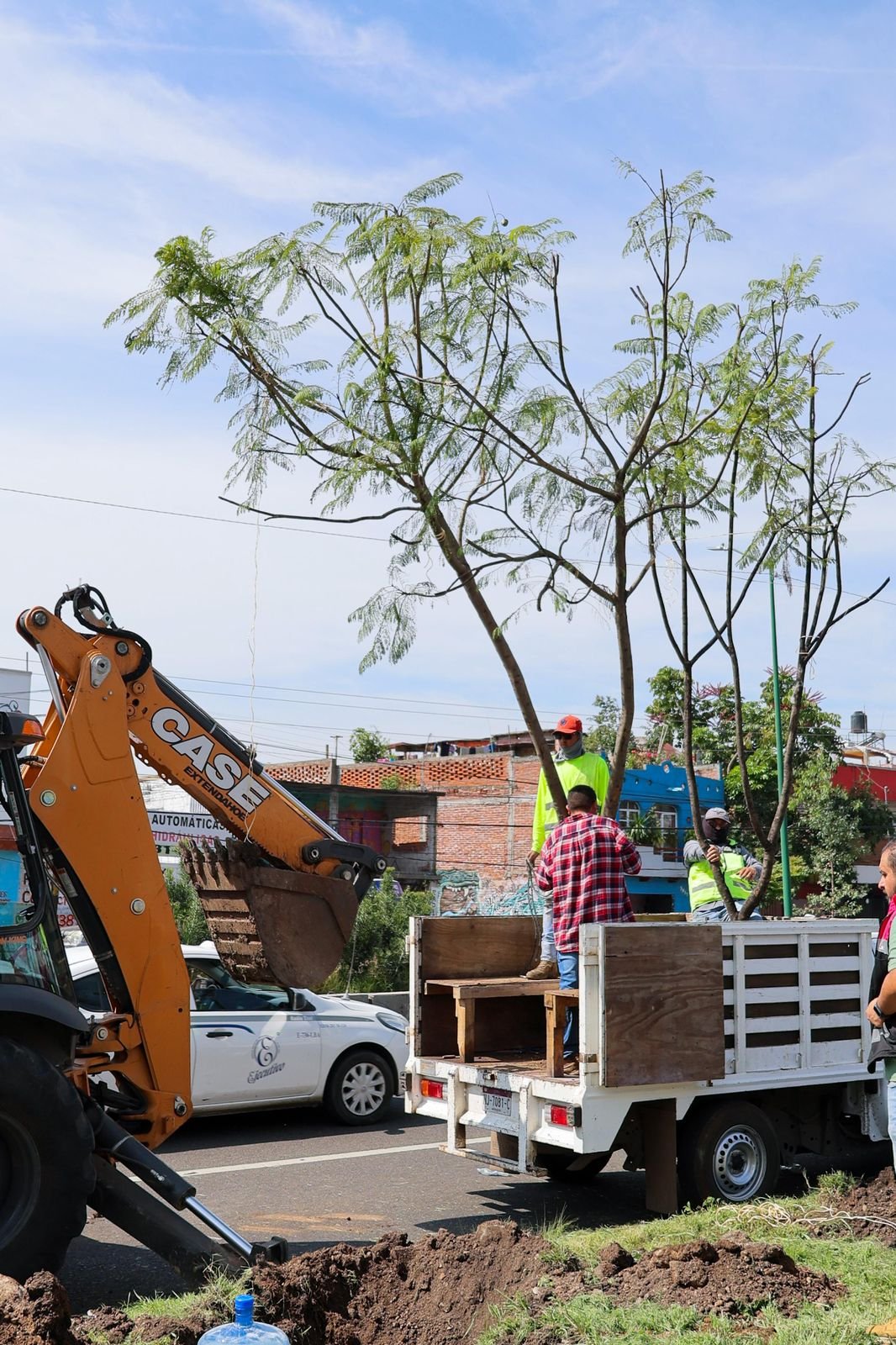 Cuatro jacarandas recién plantadas en una vía urbana de Morelia, cerca de la salida a Quiroga, con señalética del Morebús