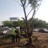 Árboles recién trasplantados con cajetes de riego y sustratos en obra del Morebús en Morelia, Michoacán