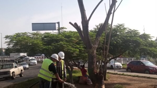 Árboles recién trasplantados con cajetes de riego y sustratos en obra del Morebús en Morelia, Michoacán