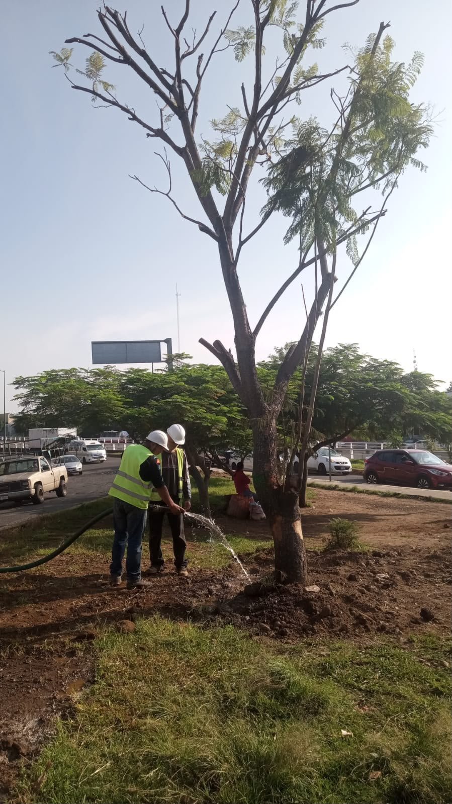 Árboles recién trasplantados con cajetes de riego y sustratos en obra del Morebús en Morelia, Michoacán