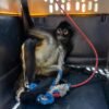 Mono araña macho adulto bajo observación veterinaria en recinto del Zoológico de Morelia, tras rescate en Nueva Italia