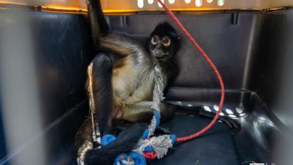 Mono araña macho adulto bajo observación veterinaria en recinto del Zoológico de Morelia, tras rescate en Nueva Italia