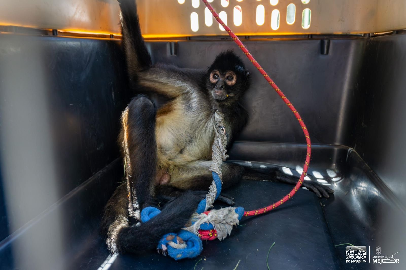 Mono araña macho adulto bajo observación veterinaria en recinto del Zoológico de Morelia, tras rescate en Nueva Italia