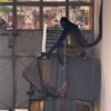 Mono araña macho adulto rescatado por la FGE en Múgica, Michoacán, durante cateo en inmueble de Nueva Italia