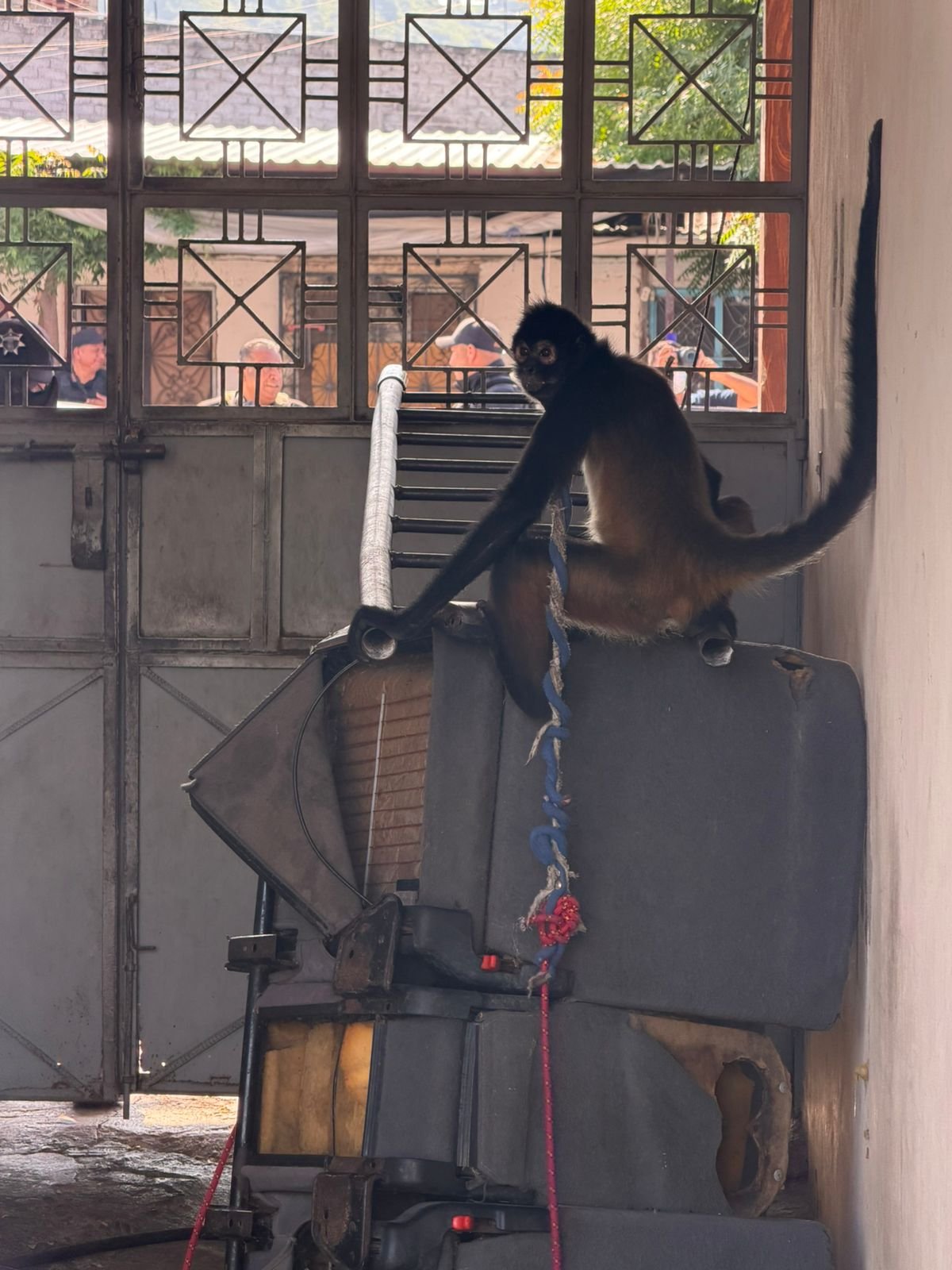 Mono araña macho adulto rescatado por la FGE en Múgica, Michoacán, durante cateo en inmueble de Nueva Italia