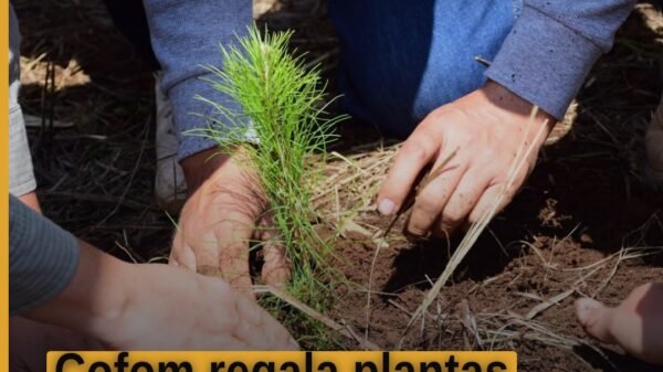 Cofom regala plantas: persona recibiendo árboles jóvenes en macetas en las oficinas de la Comisión Forestal del Estado en el