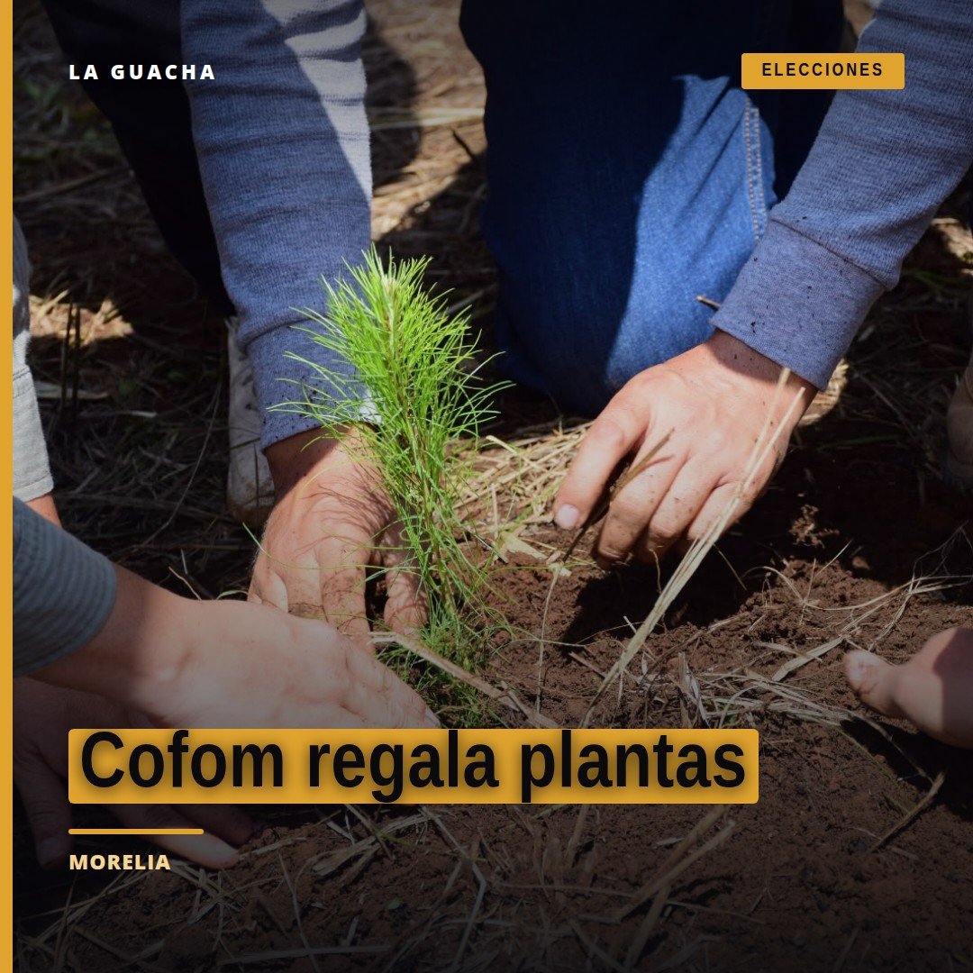 Cofom regala plantas: persona recibiendo árboles jóvenes en macetas en las oficinas de la Comisión Forestal del Estado en el