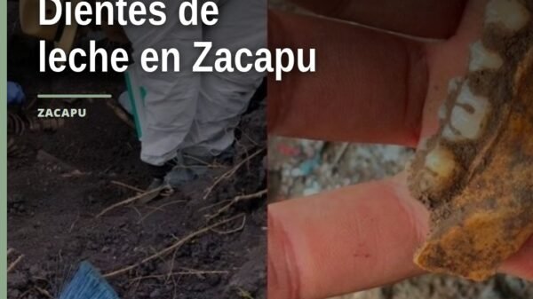 Fosa en Zacapu, Michoacán, con restos dentales infantiles y fragmentos óseos recuperados por el colectivo Buscando Cuerpos