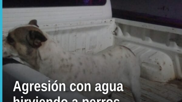 Fiscalía Michoacán crueldad animal: representación simbólica de dos perros (uno blanco, uno negro) frente a un comercio en