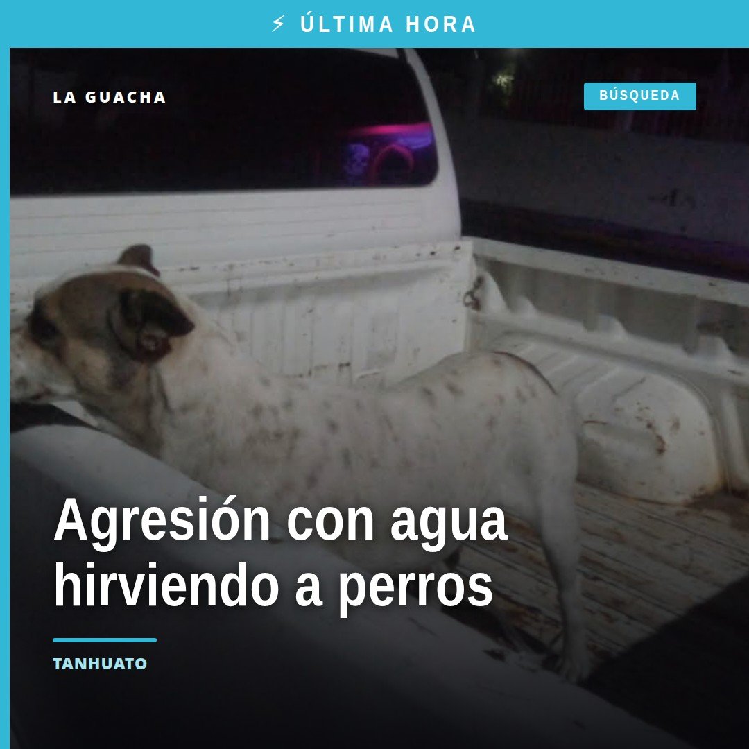 Fiscalía Michoacán crueldad animal: representación simbólica de dos perros (uno blanco, uno negro) frente a un comercio en