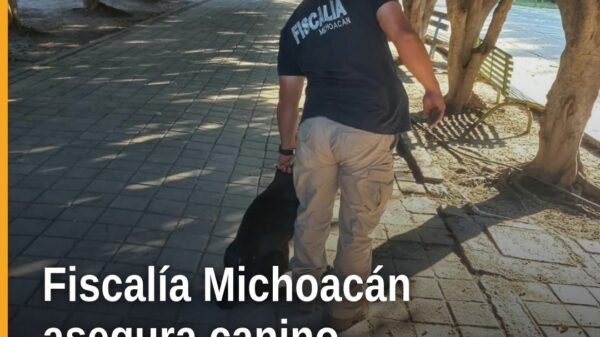 Fiscalía Michoacán canino: personal de la Policía de Investigación asegurando a un canino hembra negro en la calle Ocampo