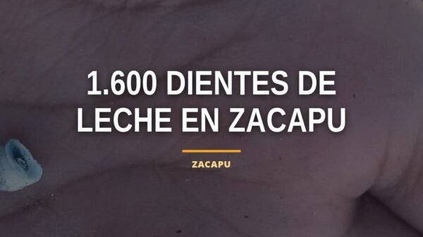 Ilustración simbólica de dientes de leche colocados sobre tierra en Zacapu, con sello institucional discreto y tono serio